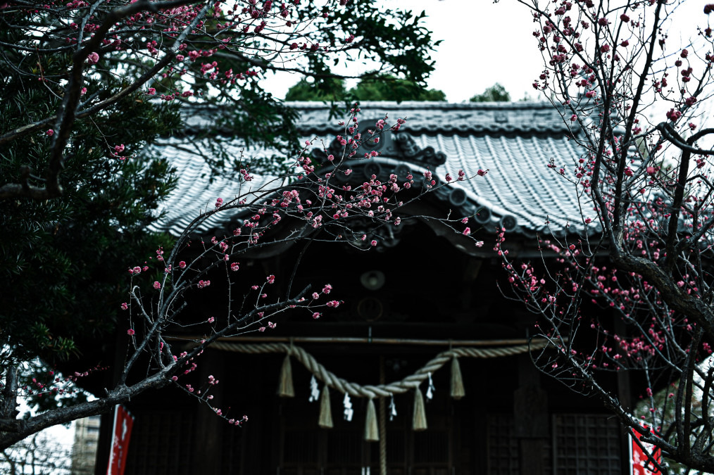 宮ノ陣神社の梅